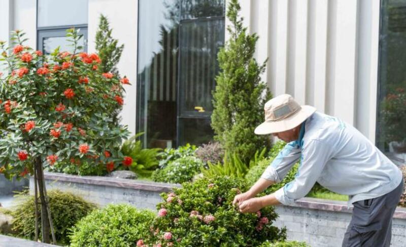 Mất thời gian chăm sóc cây cảnh trong vườn